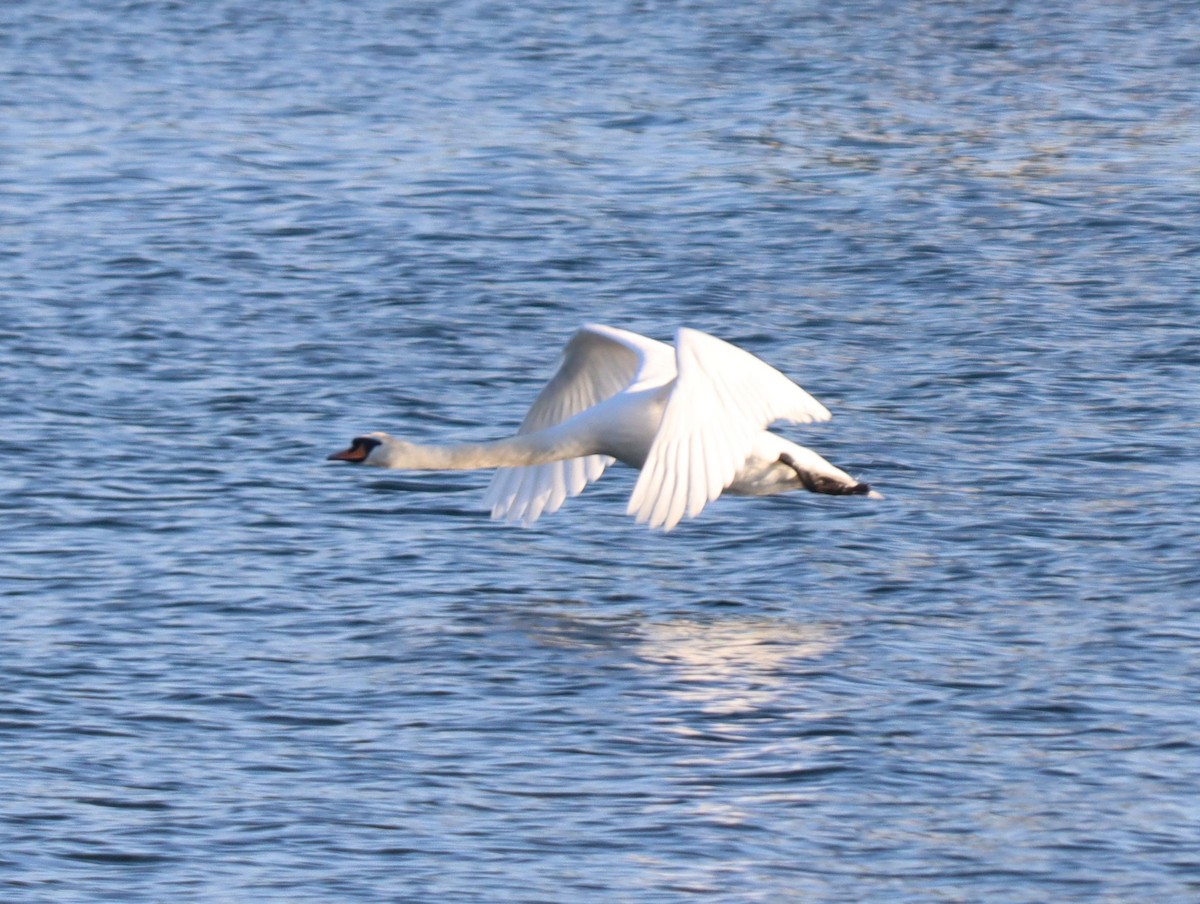 Mute Swan - Niny Zamora