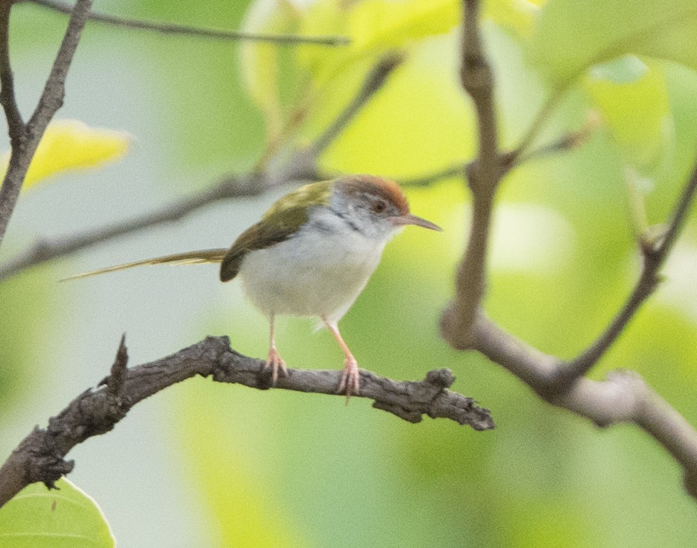 Common Tailorbird - Anurag Mishra