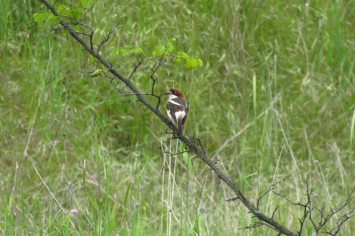 Woodchat Shrike - ML618973116