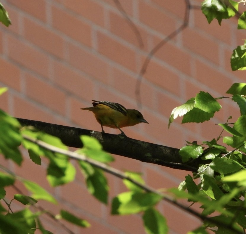 Baltimore Oriole - Mandy Gibson