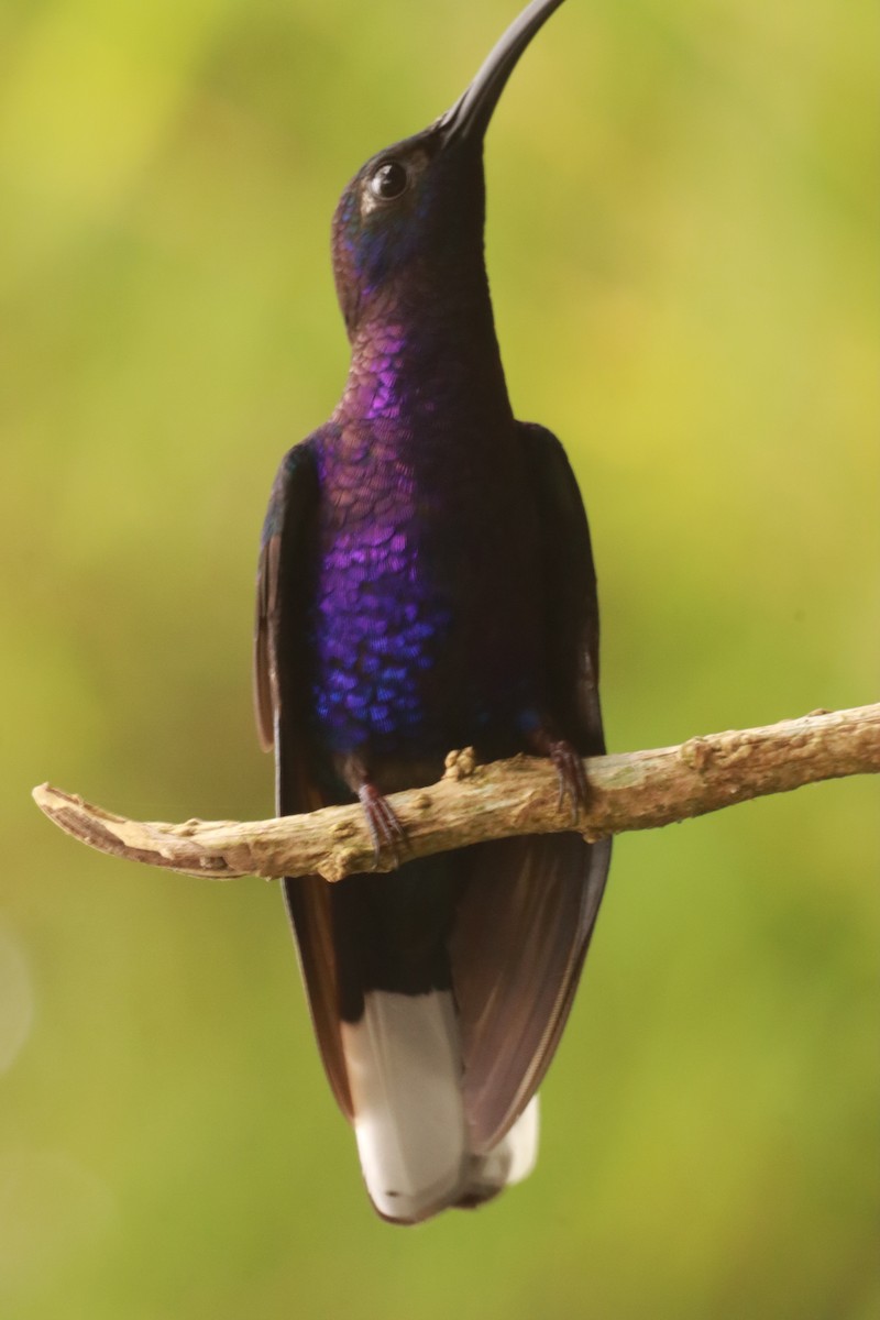 Violet Sabrewing - Víctor Blanco Méndez