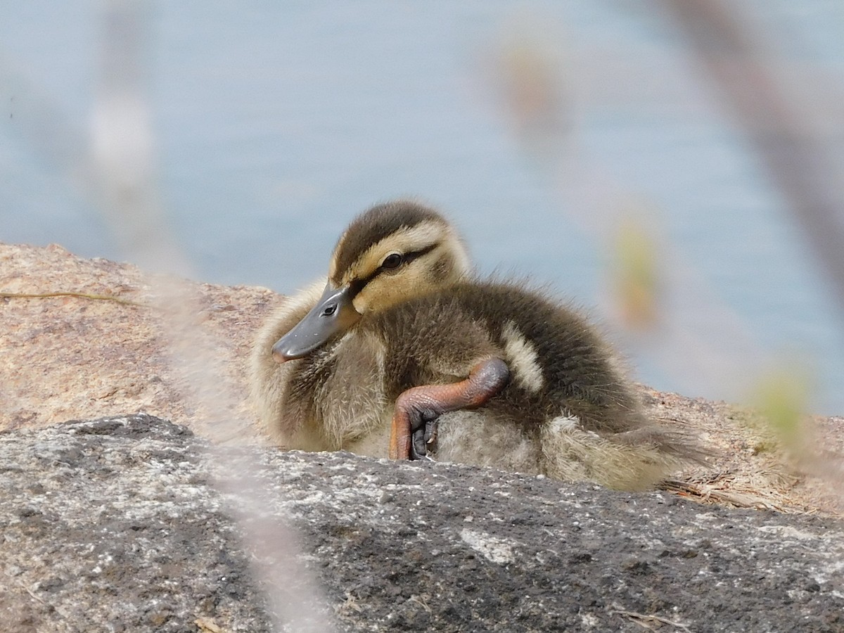 Mallard - Amalie + Jeffrey Hutchinson