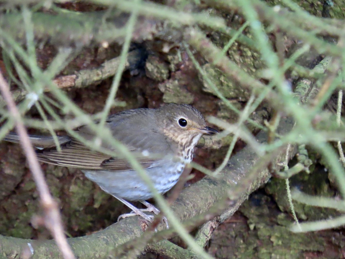 Swainson's Thrush - ML618973147