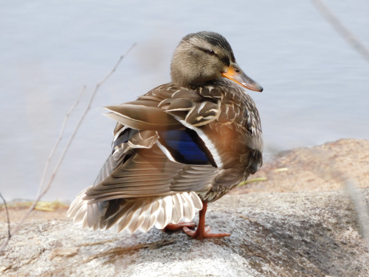 Mallard - Amalie + Jeffrey Hutchinson