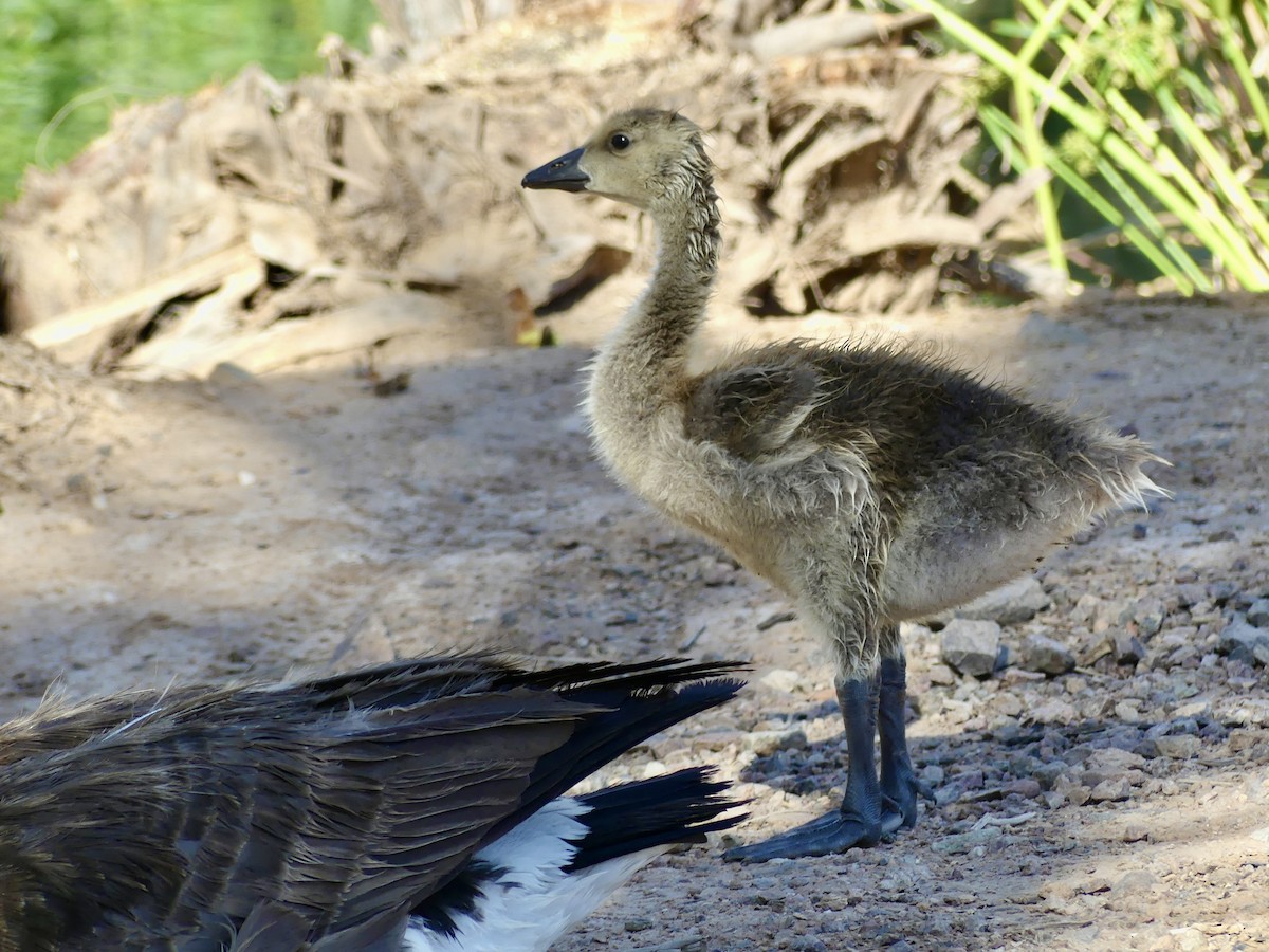 Canada Goose - Dennis Wolter