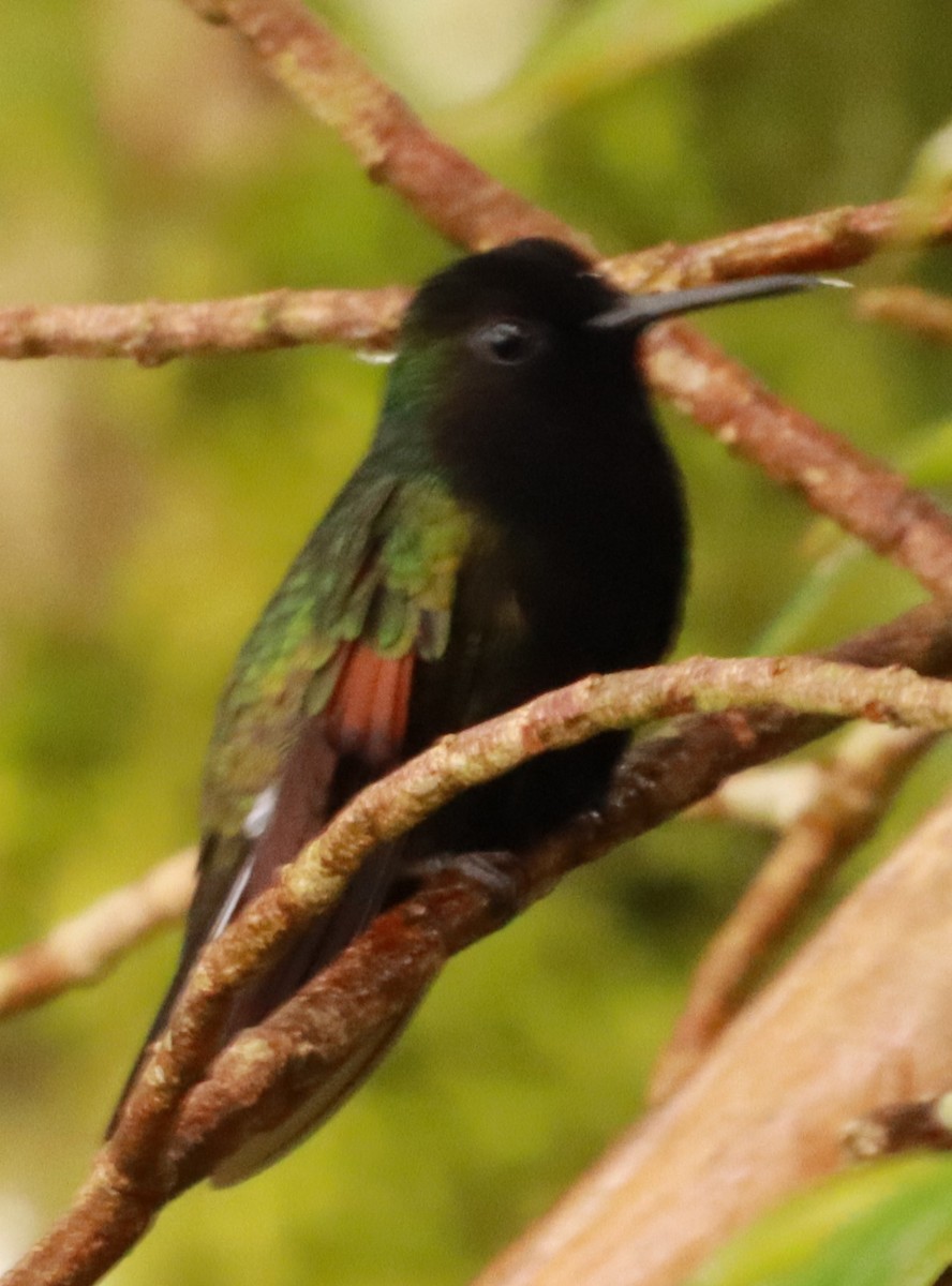 Black-bellied Hummingbird - Víctor Blanco Méndez