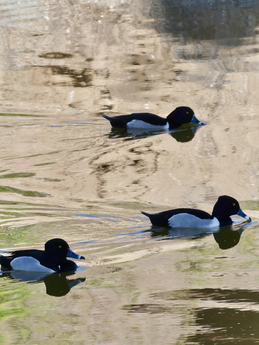 Ring-necked Duck - ML618973227