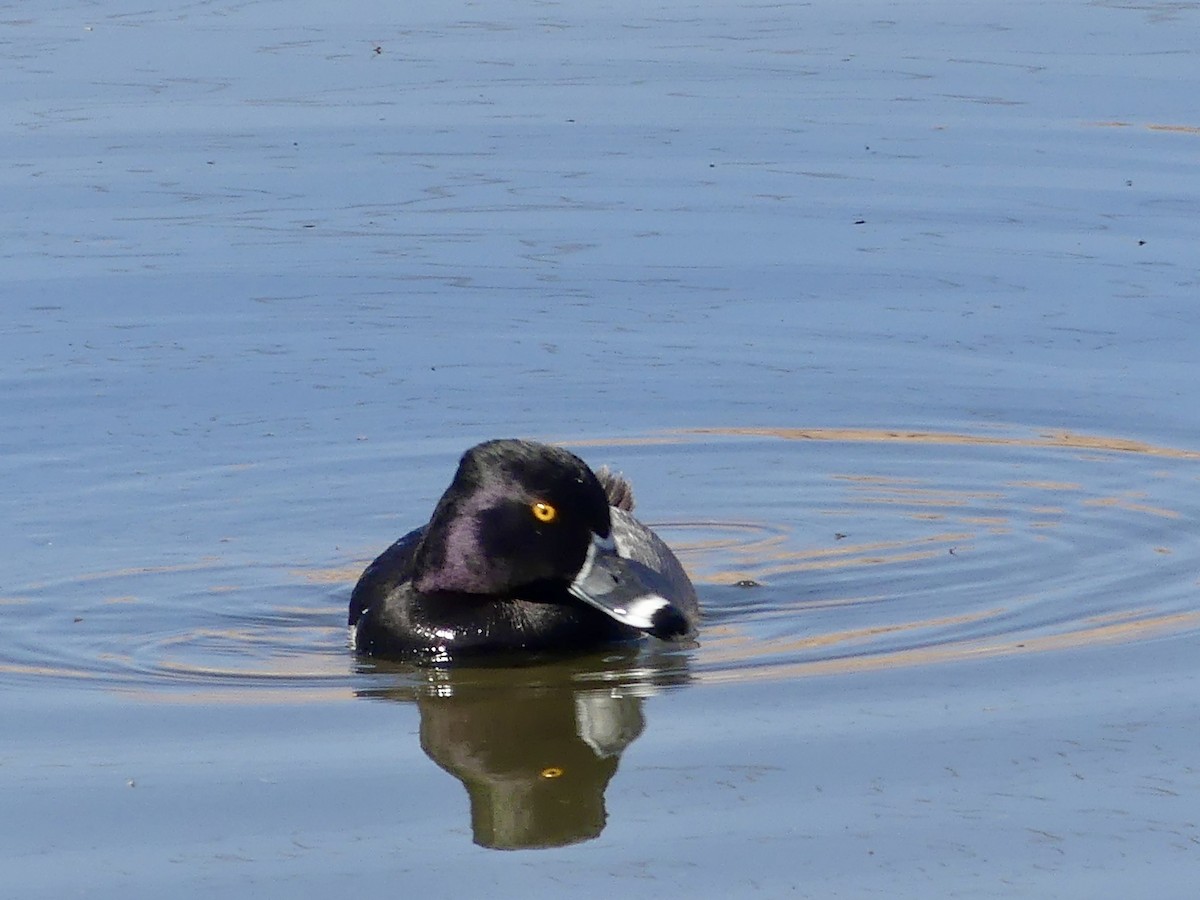 Ring-necked Duck - ML618973228