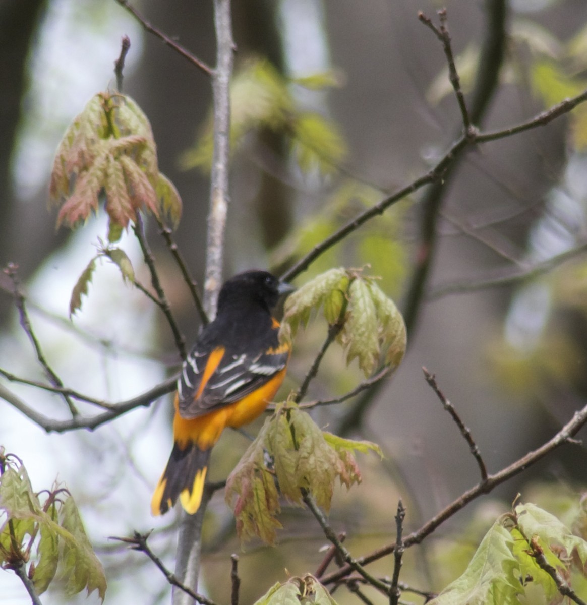 Baltimore Oriole - ML618973243