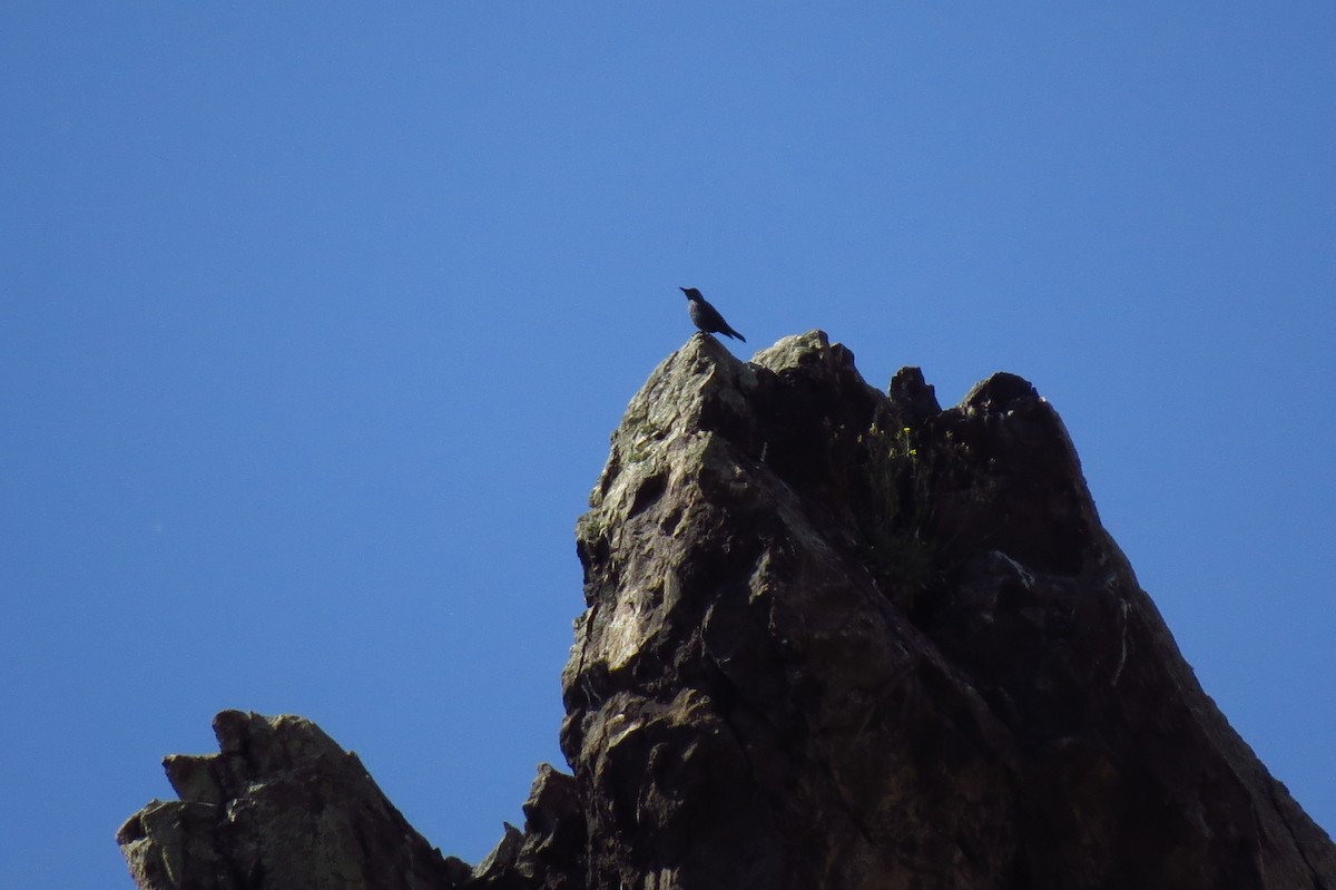 Blue Rock-Thrush - ML618973251