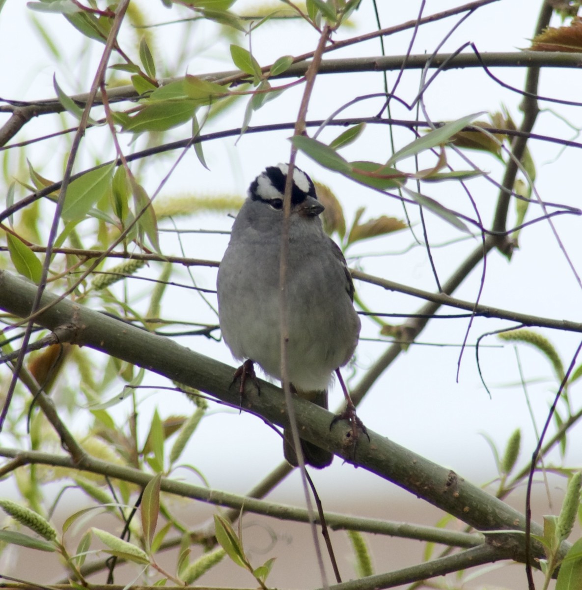 White-crowned Sparrow - ML618973281