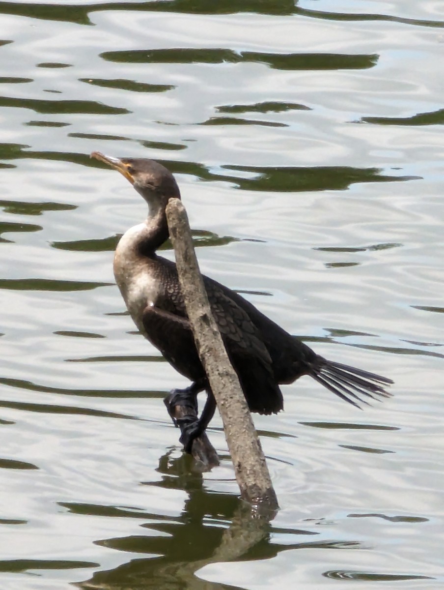 Double-crested Cormorant - ML618973284