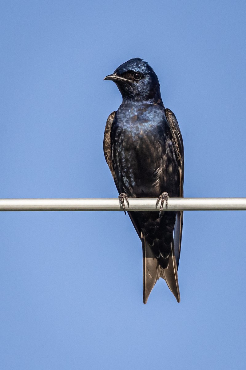 Purple Martin - Mariann Cyr