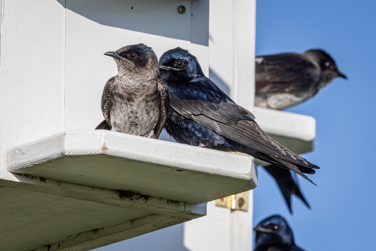 Purple Martin - Mariann Cyr