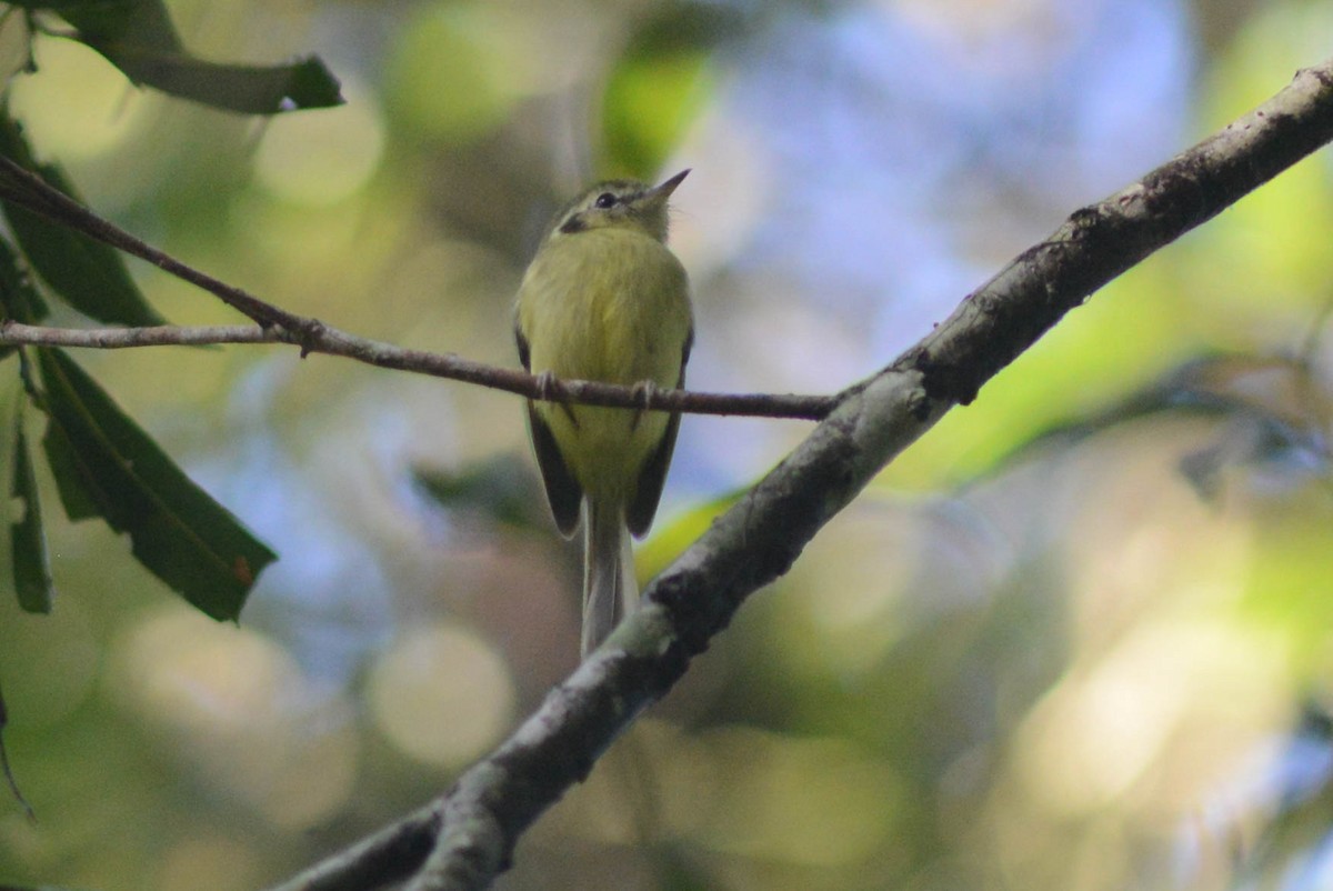 Tyranneau de Sao Paulo - ML618973292