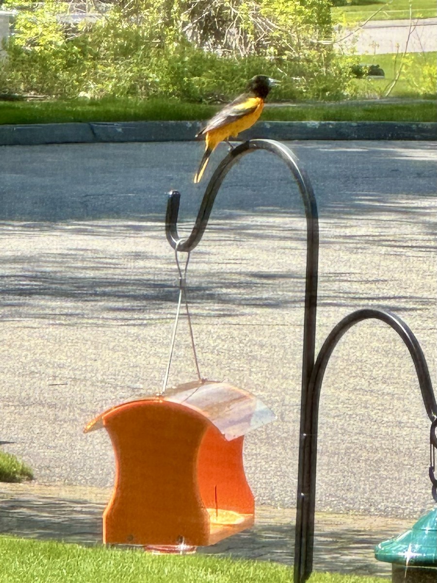 Baltimore Oriole - Gino Ellison