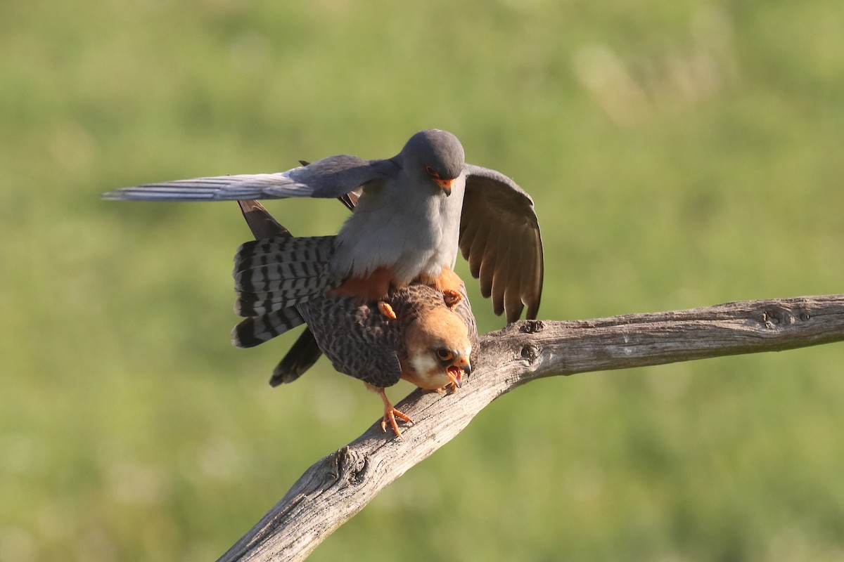 Red-footed Falcon - Roberta Goodall