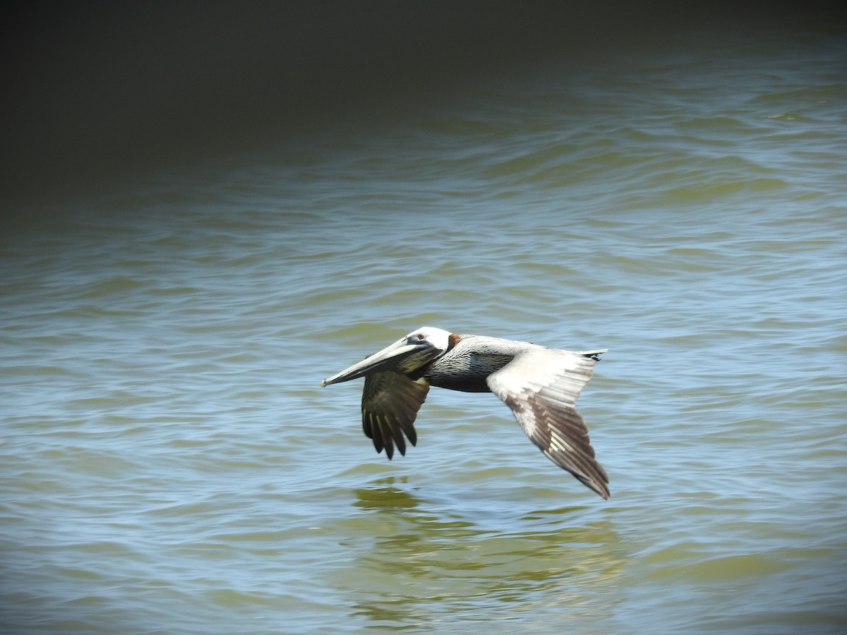 Brown Pelican - ML618973317