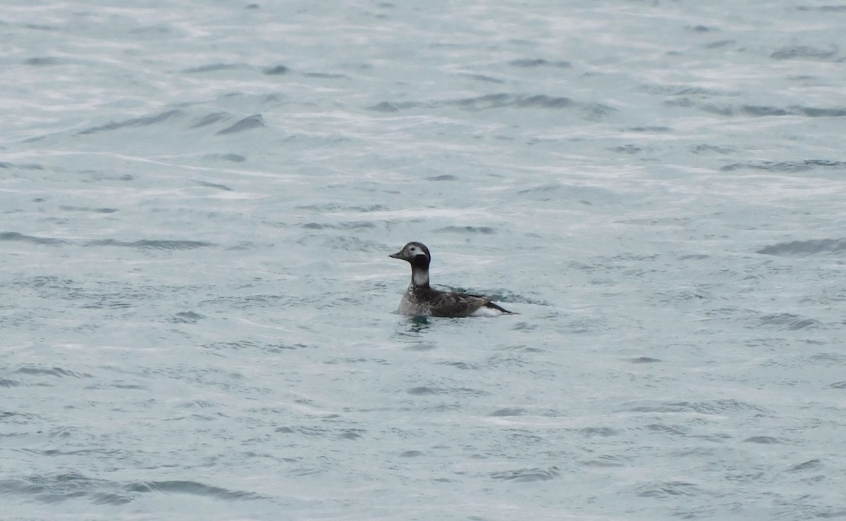 Long-tailed Duck - Amalie + Jeffrey Hutchinson