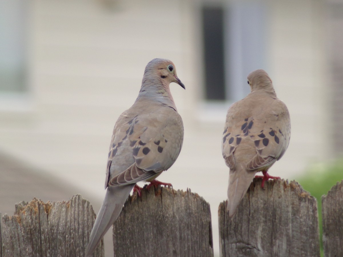 Mourning Dove - Texas Bird Family