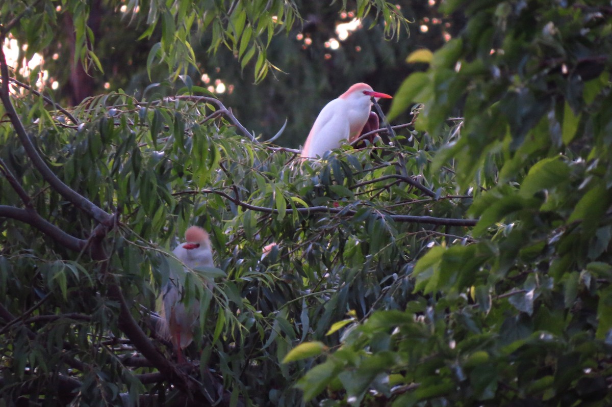 Western Cattle Egret - ML618973349