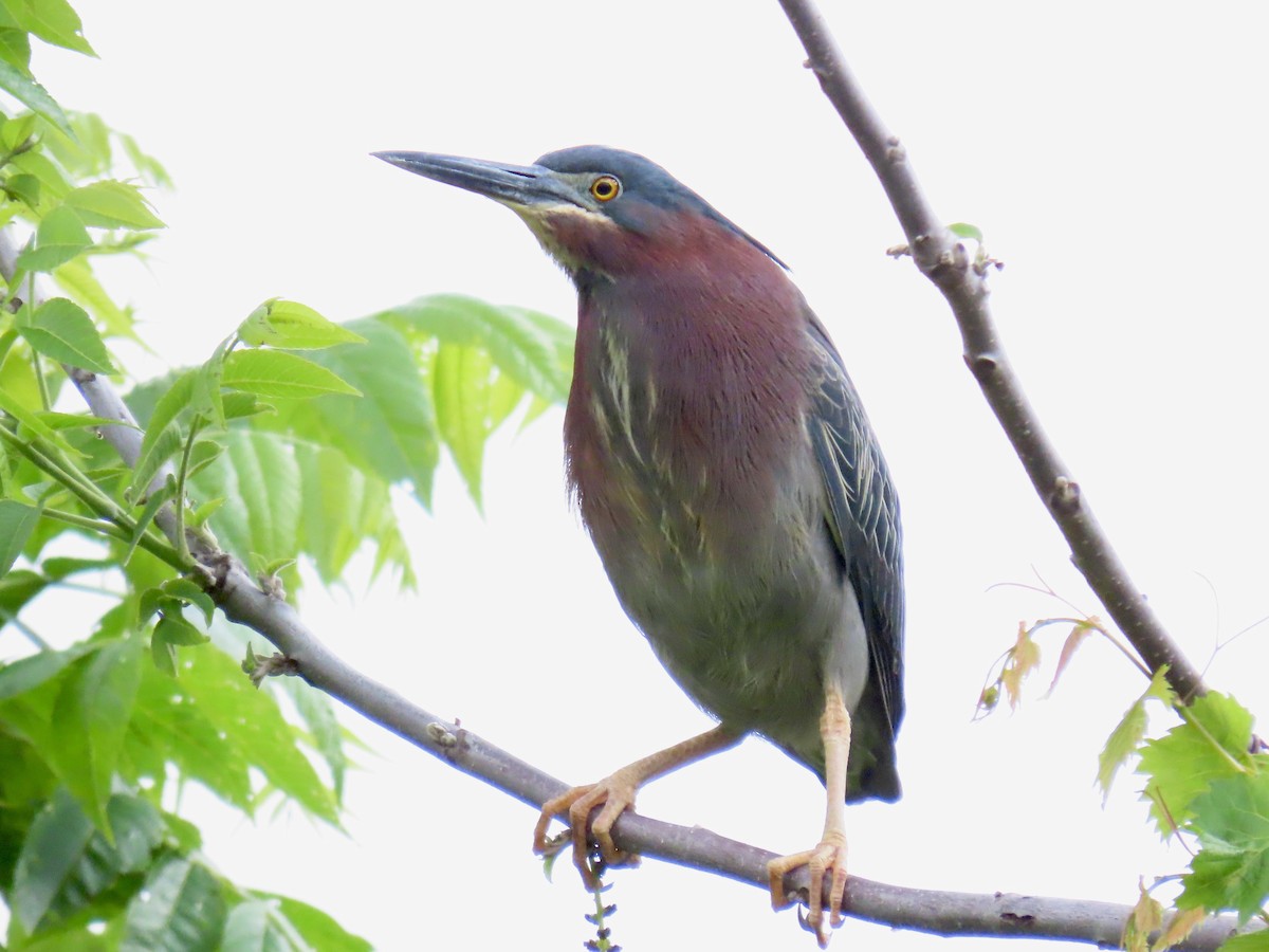 Green Heron - ML618973353