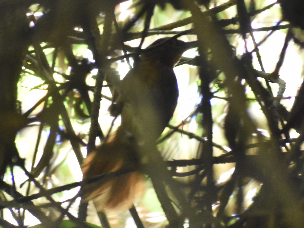 Ruddy Foliage-gleaner - Andrés Martínez D
