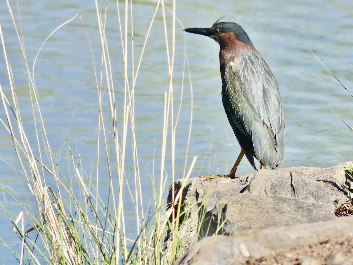 Green Heron - ML618973364