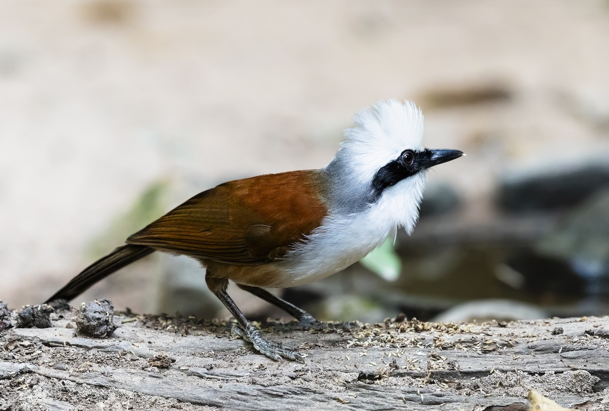 White-crested Laughingthrush - Stefan Hirsch