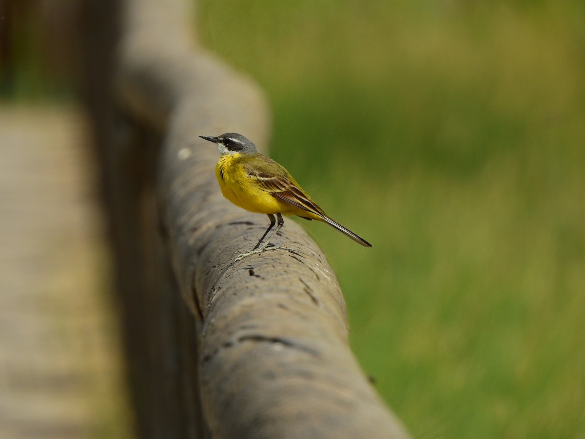 Western Yellow Wagtail - BLAS LOPEZ