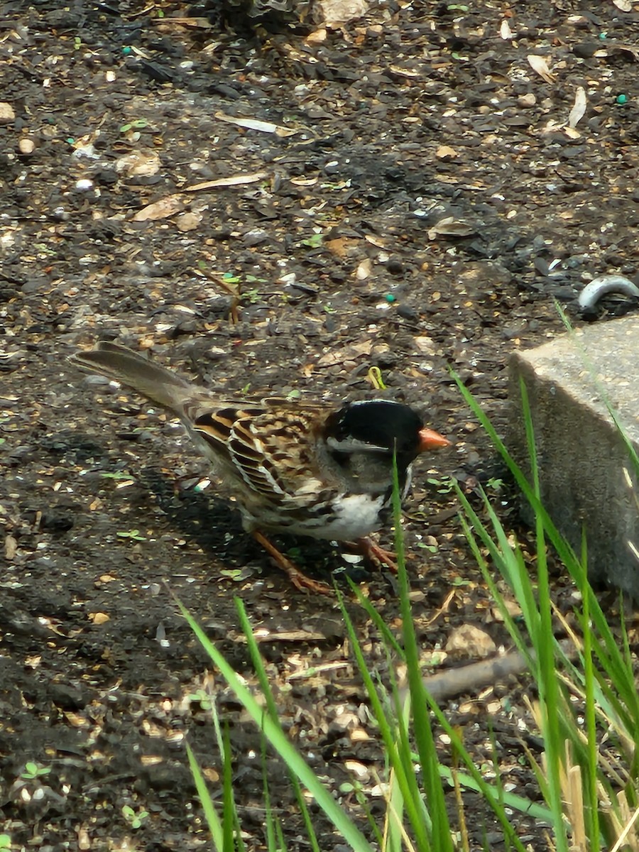 Harris's Sparrow - Lee Adam