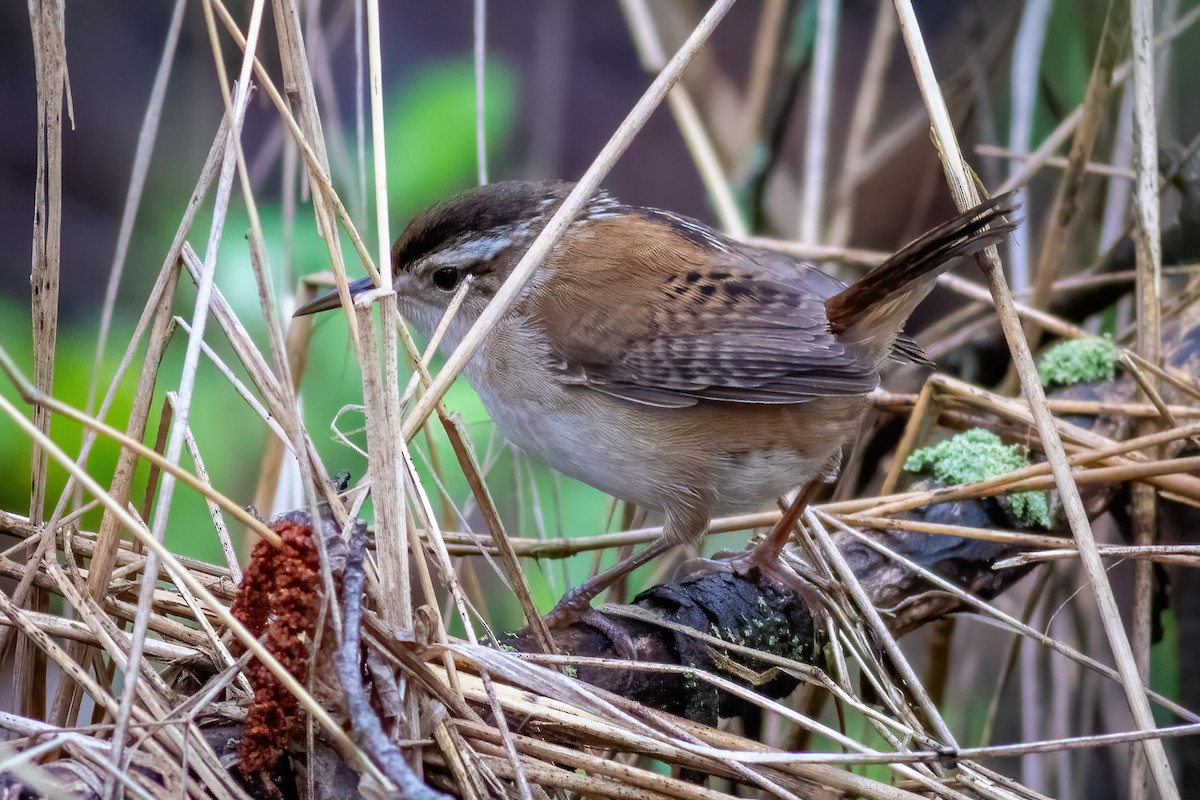 Marsh Wren - Craig Kingma