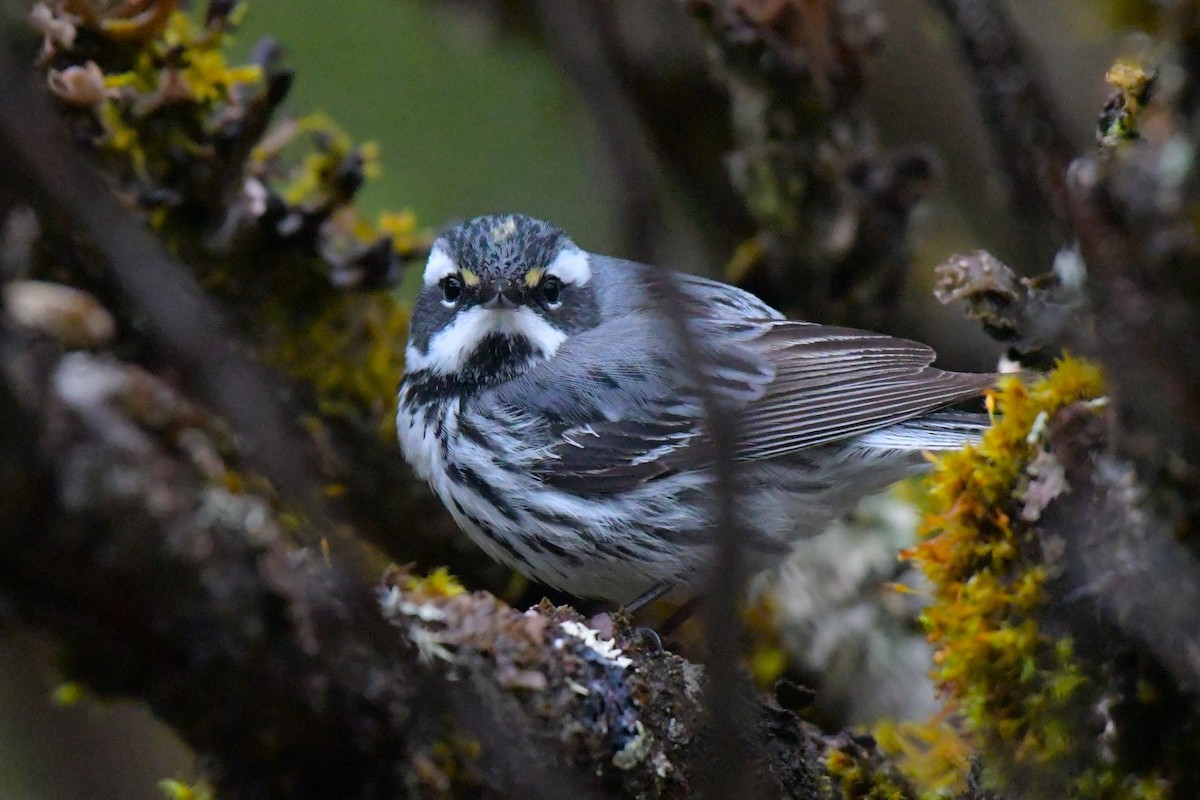 Yellow-rumped x Black-throated Gray Warbler (hybrid) - Kelly Kirkpatrick