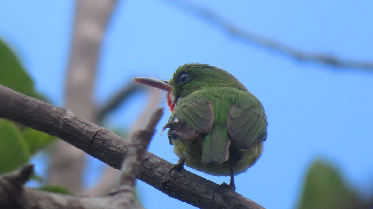 Puerto Rican Tody - Gregory Allen