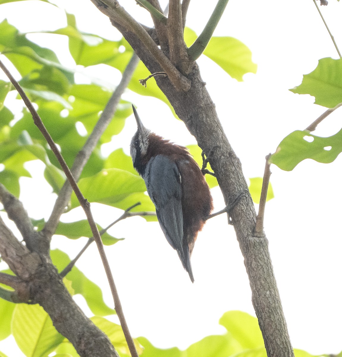 Indian Nuthatch - Anurag Mishra