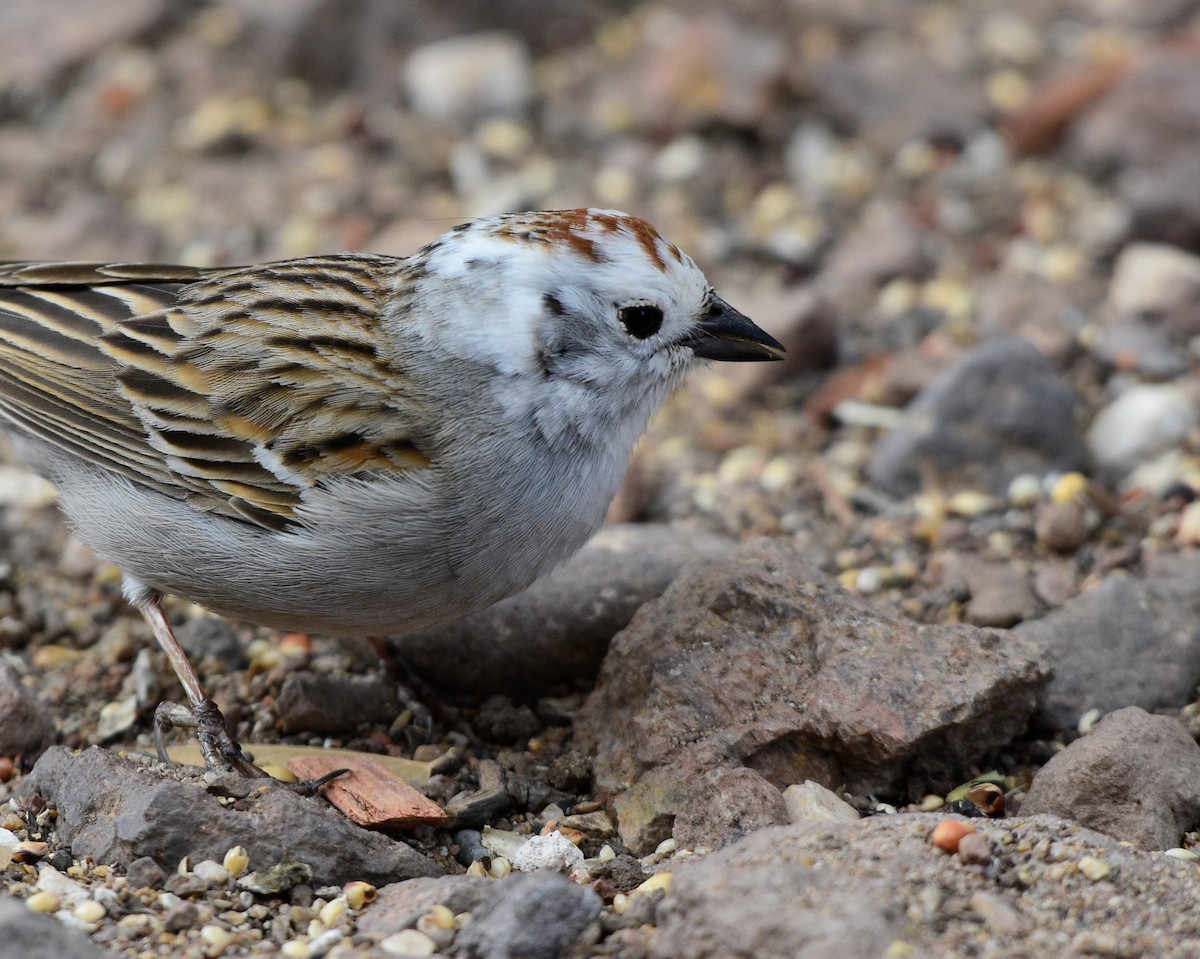 Chipping Sparrow - David de Rivera Tønnessen