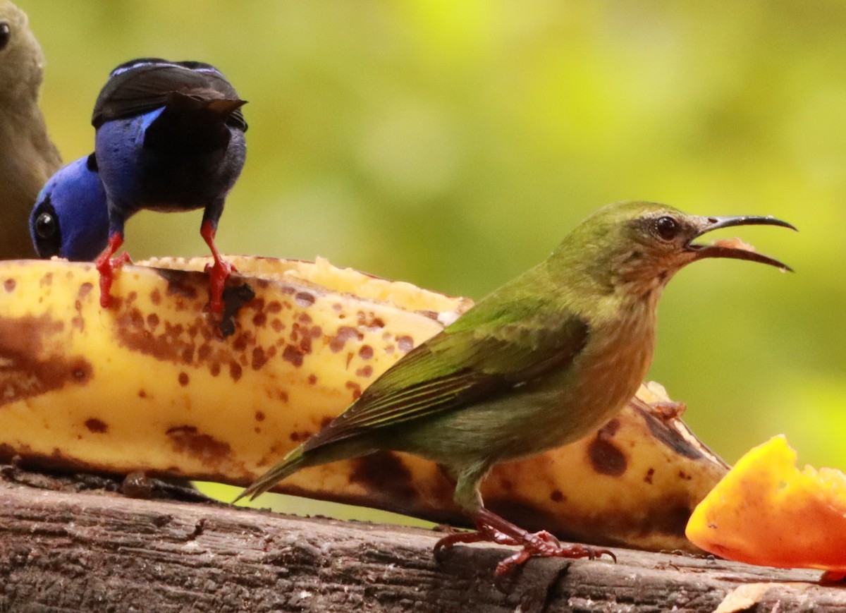 Red-legged Honeycreeper - Víctor Blanco Méndez