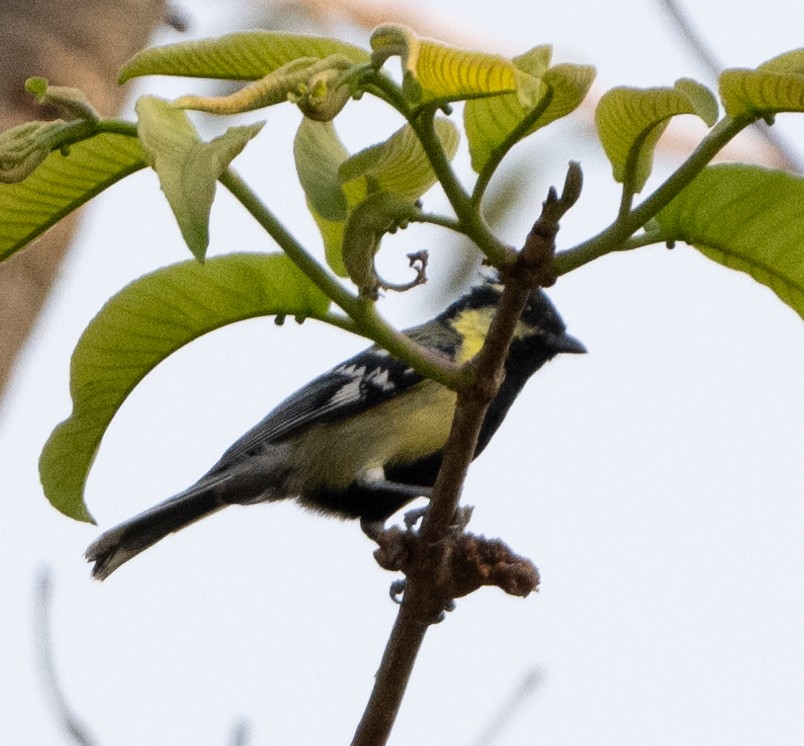 Indian Yellow Tit - Anurag Mishra