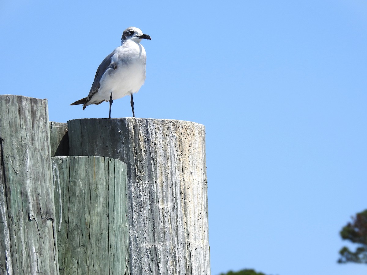 Laughing Gull - ML618973458