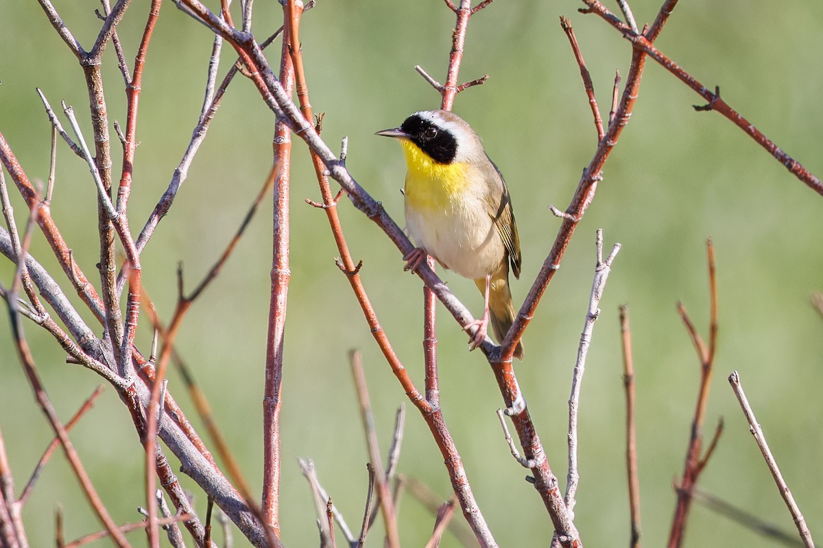 Common Yellowthroat - Mariann Cyr