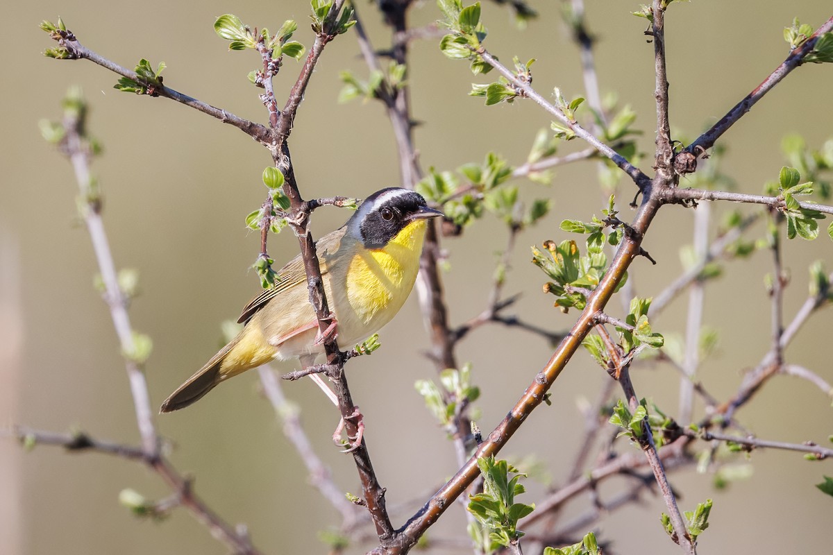 Common Yellowthroat - Mariann Cyr