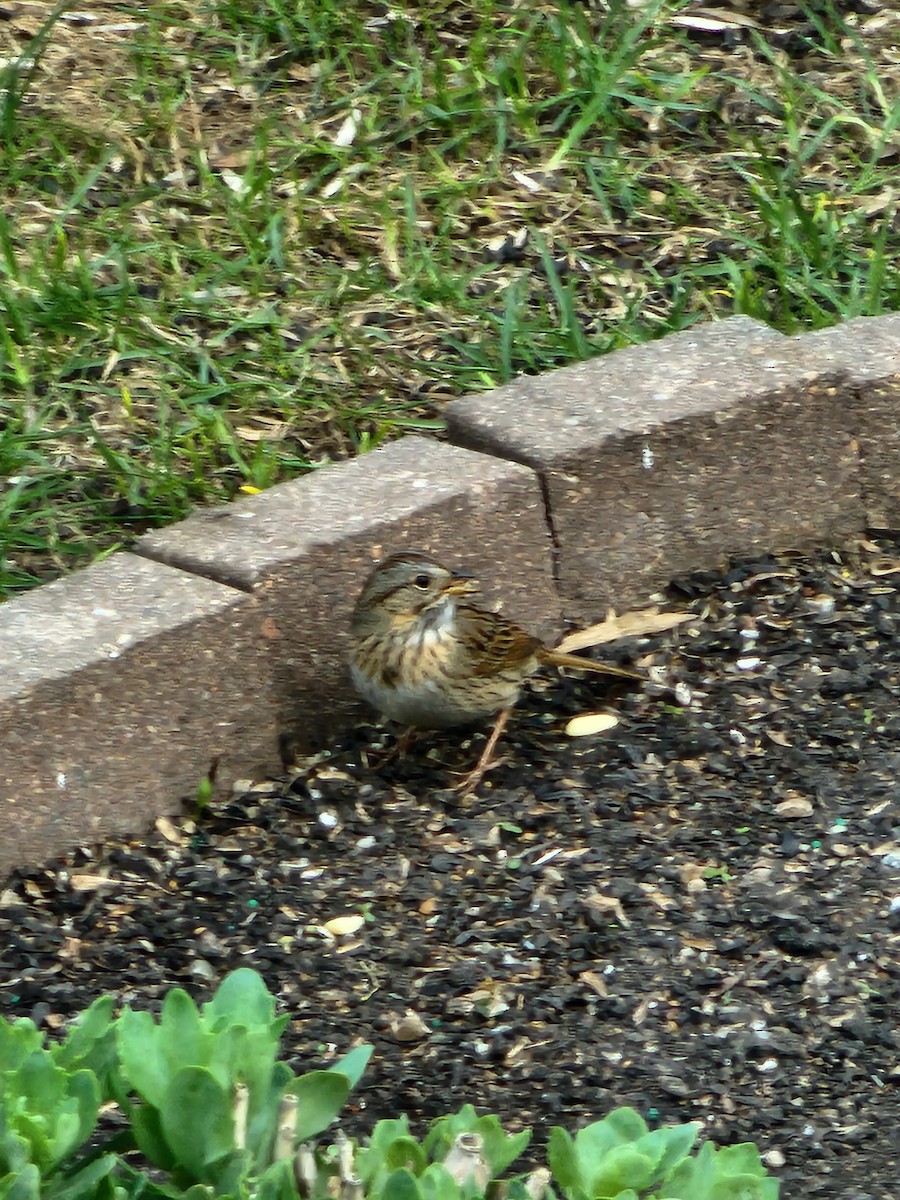 Lincoln's Sparrow - Lee Adam