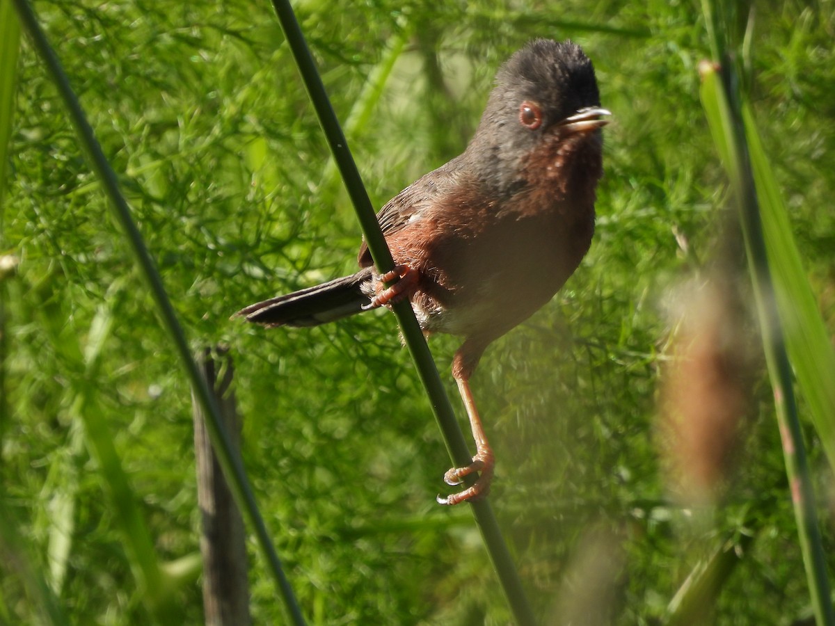 Dartford Warbler - Juan carlos Grandal doce