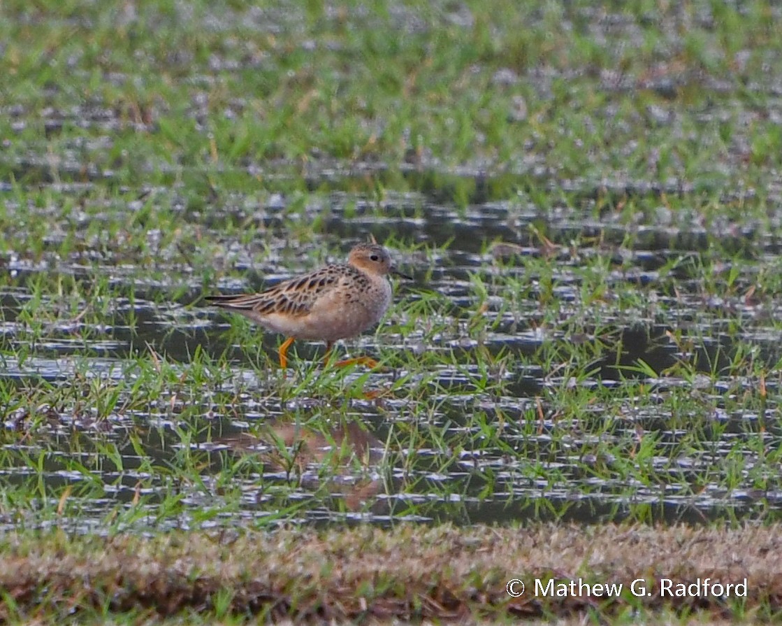 Buff-breasted Sandpiper - Mathew Radford