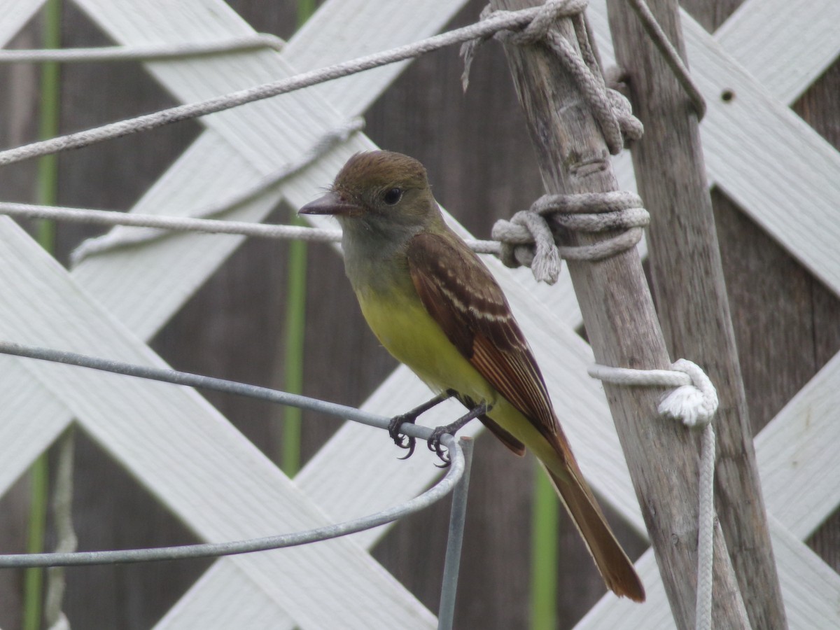 Great Crested Flycatcher - Texas Bird Family