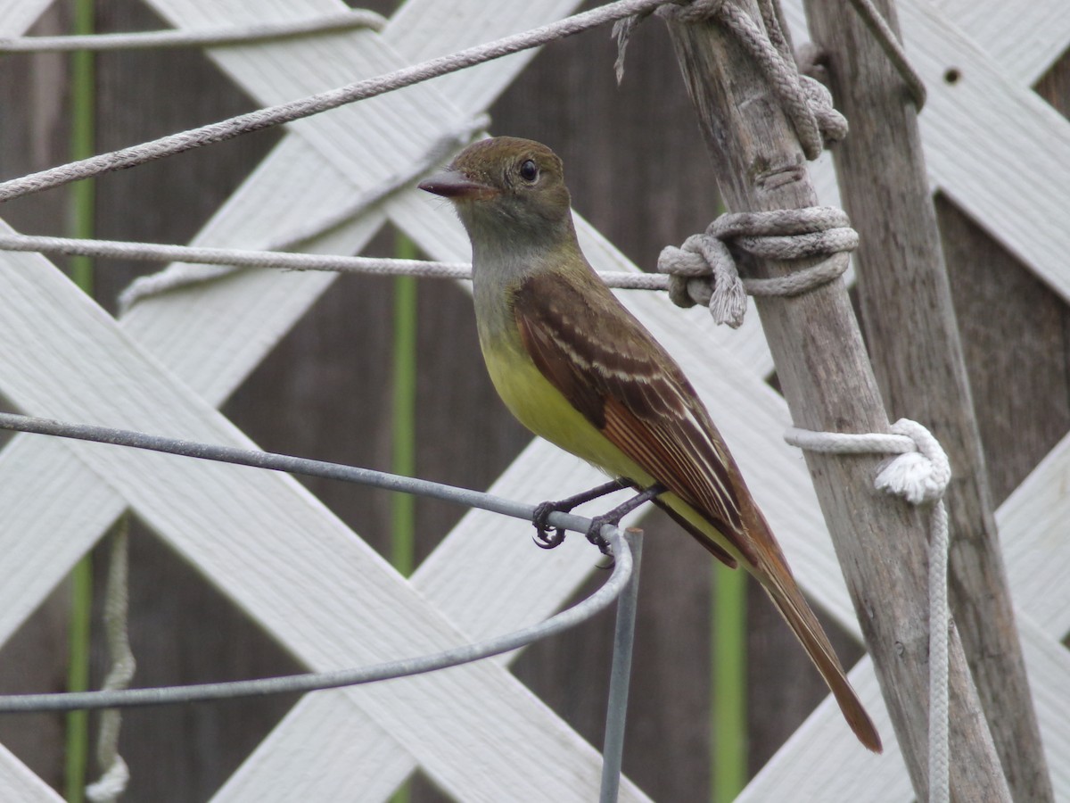 Great Crested Flycatcher - Texas Bird Family