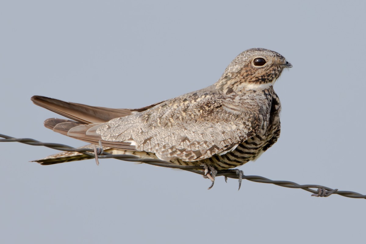 Common Nighthawk - Dylan Osterhaus