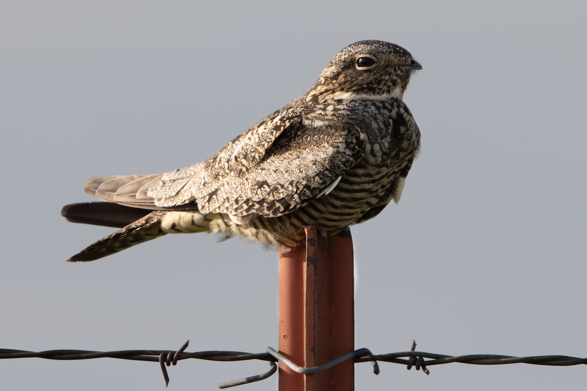 Common Nighthawk - Dylan Osterhaus