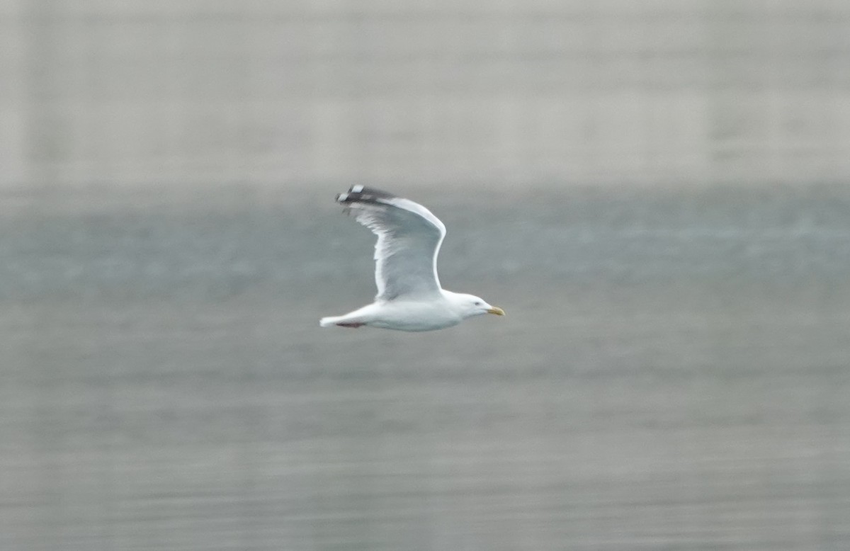 Gaviota Argéntea - ML618973570