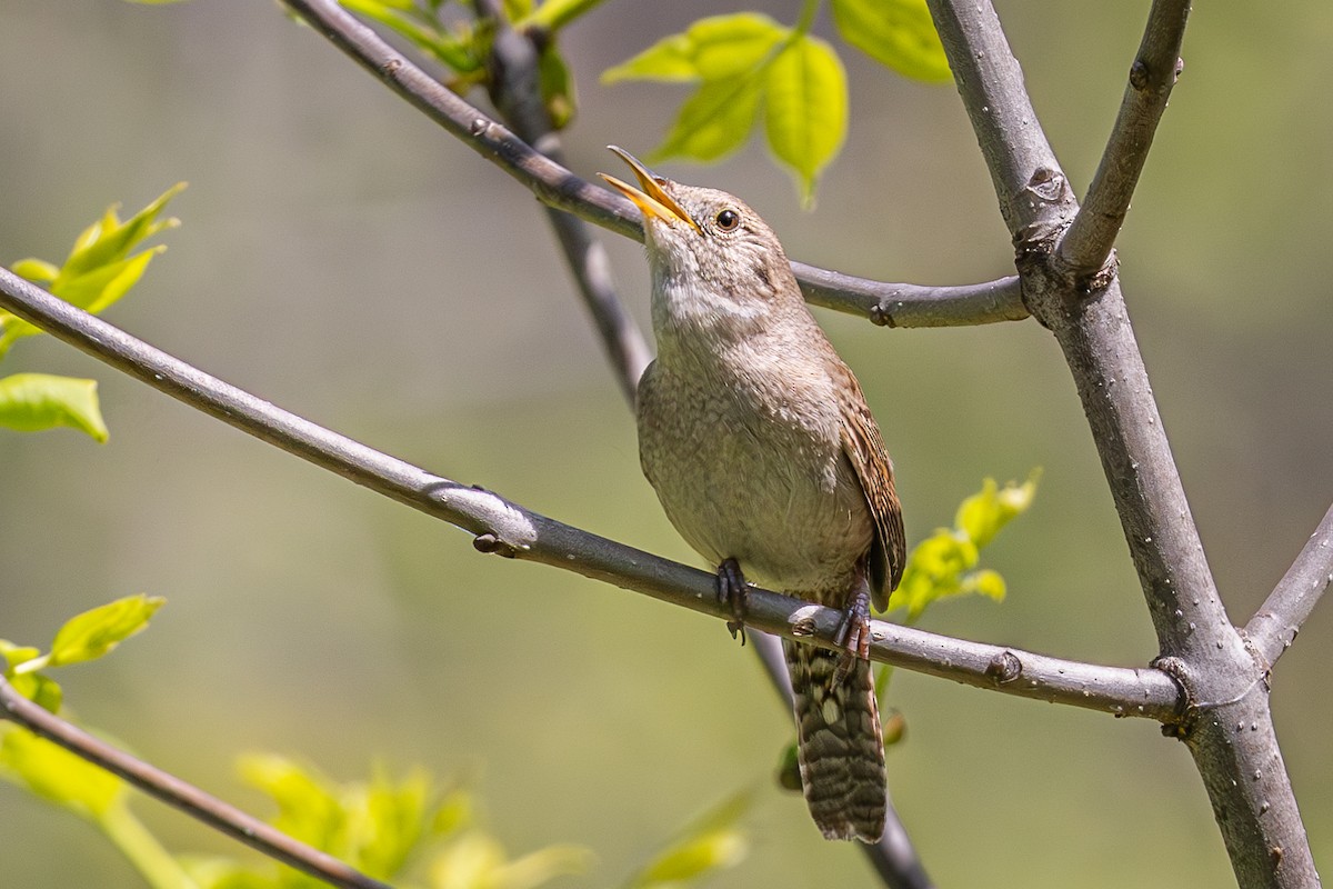 House Wren - ML618973590